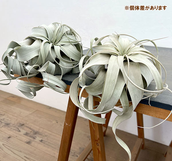 チランジア:キセログラフィカ Lサイズ(直径25~28cm)