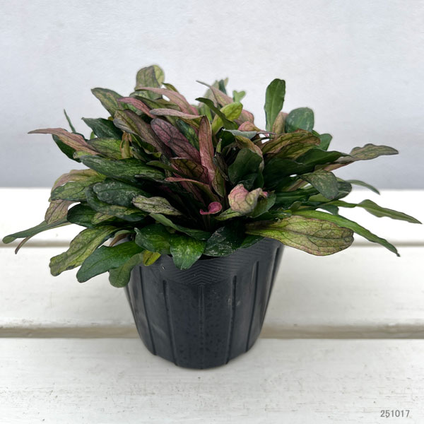 アジュガ:ディクシーチップ2.5-3号ポット