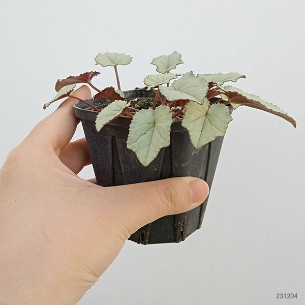 園芸ネット本店｜原種系シクラメン（原種系）：ヘデリフォリウム