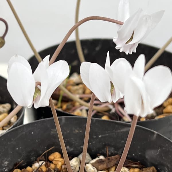 原種系シクラメン：ヘデリフォリウム（ホワイト系）3-3.5号ポット