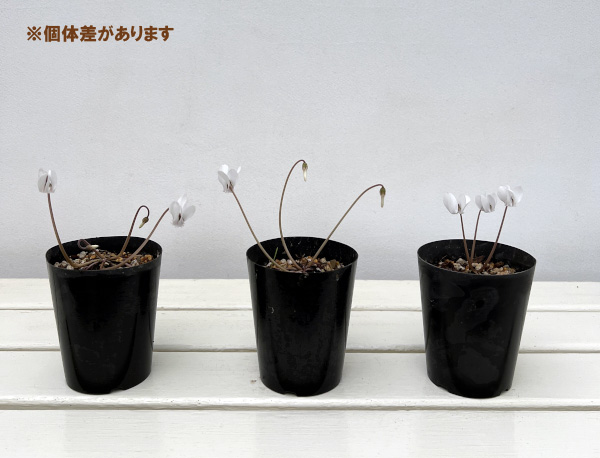 原種系シクラメン：ヘデリフォリウム（ホワイト系）3-3.5号ポット