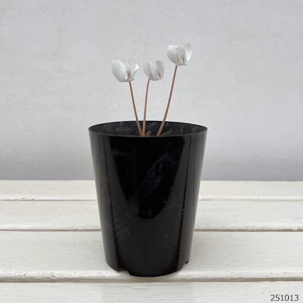 原種系シクラメン：ヘデリフォリウム（ホワイト系）3-3.5号ポット