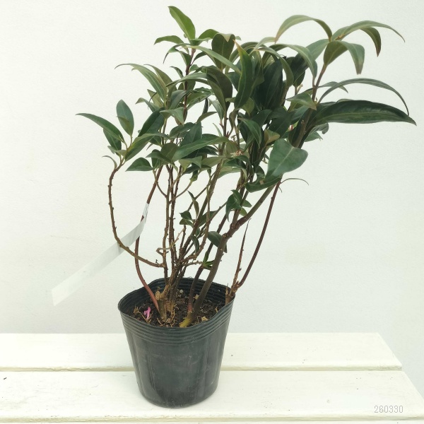 サルココッカ：ウィンタージェム4-5号ポット