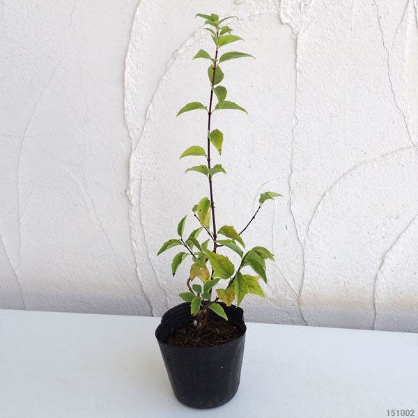 バイカウツギ(梅花ウツギ):ベルエトワール3号ポット