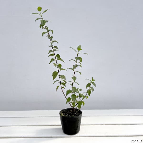 バイカウツギ（梅花ウツギ）：ベルエトワール3号ポット