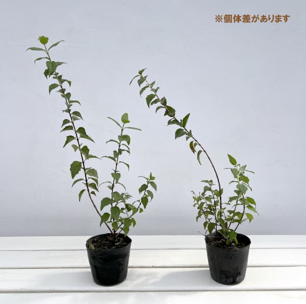 バイカウツギ（梅花ウツギ）：ベルエトワール3号ポット