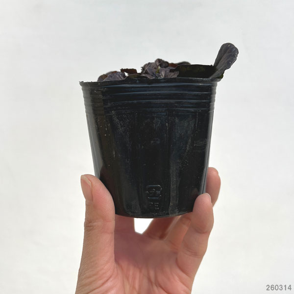 アジュガ：ダークマホガニー2.5-3号ポット 4株ット