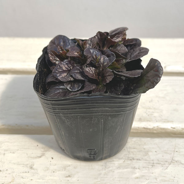 アジュガ：ダークマホガニー2.5-3号ポット 4株ット