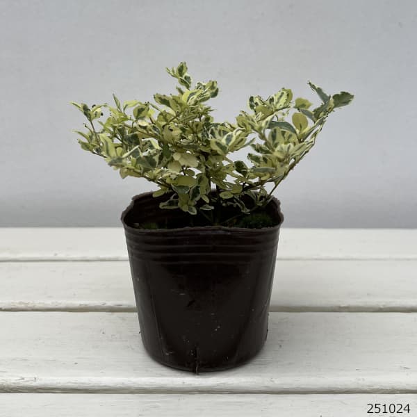 プリペット:カスタードリップル2.5-3号ポット