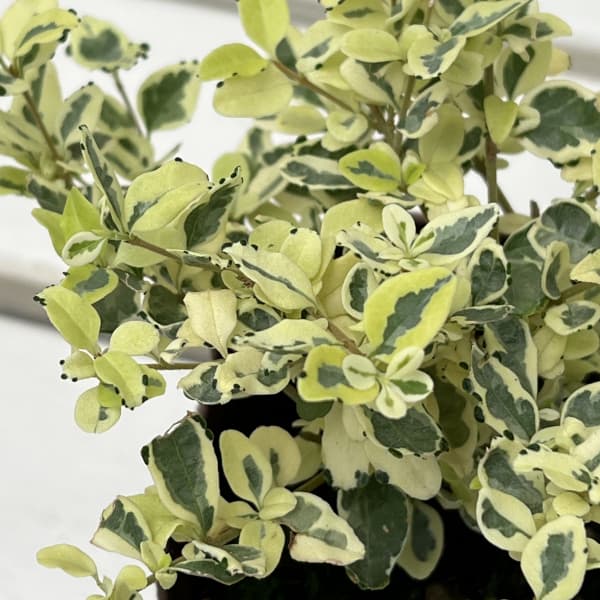 プリペット:カスタードリップル2.5-3号ポット