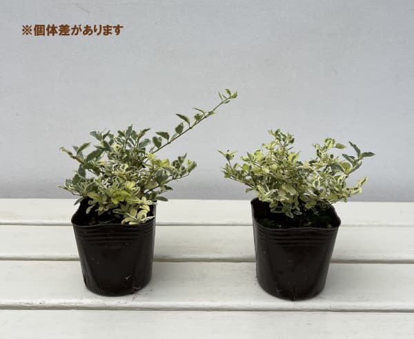 プリペット:カスタードリップル2.5-3号ポット