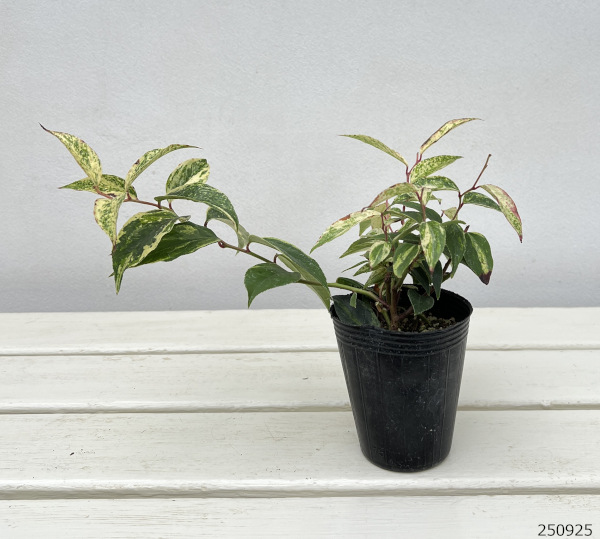 西洋イワナンテン（岩南天）：レインボー2.5号ポット