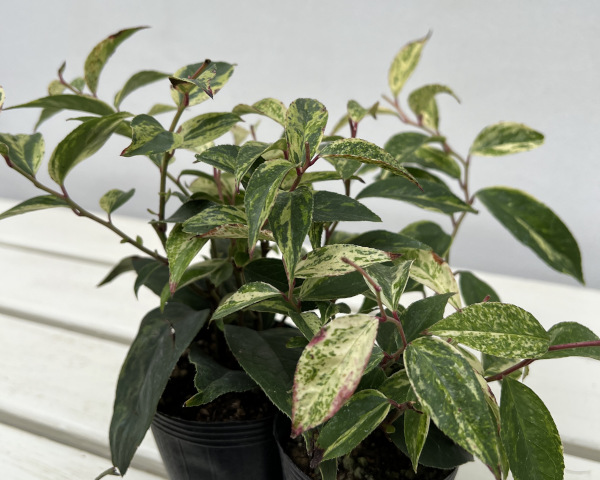 西洋イワナンテン（岩南天）：レインボー2.5号ポット