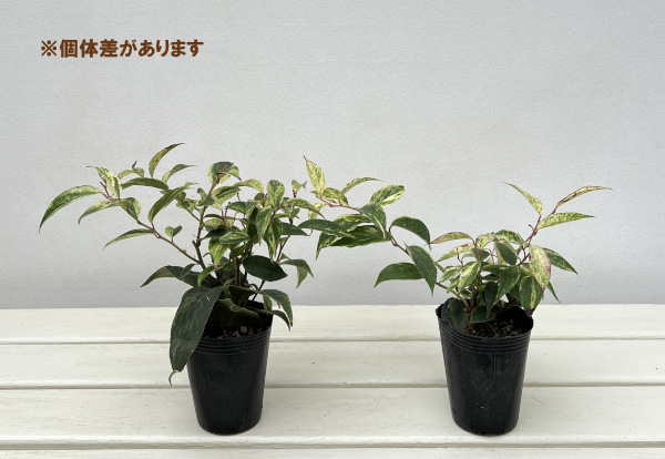 西洋イワナンテン（岩南天）：レインボー2.5号ポット