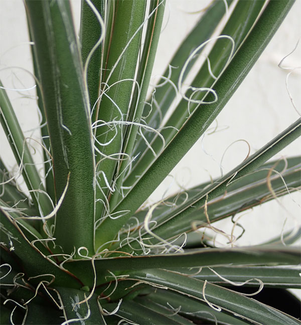 アガベ：フィリフェラ4号鉢植え（乱れ雪）