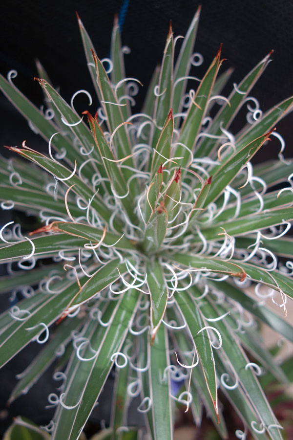 アガベ：マルチフィリフェラ4号鉢植え