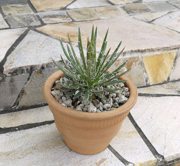 アガベ：フィリフェラ4号鉢植え（乱れ雪）