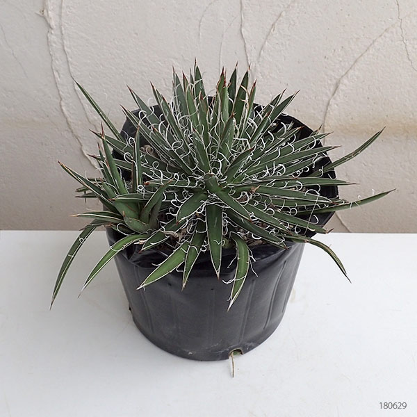 アガベ：マルチフィリフェラ4号鉢植え