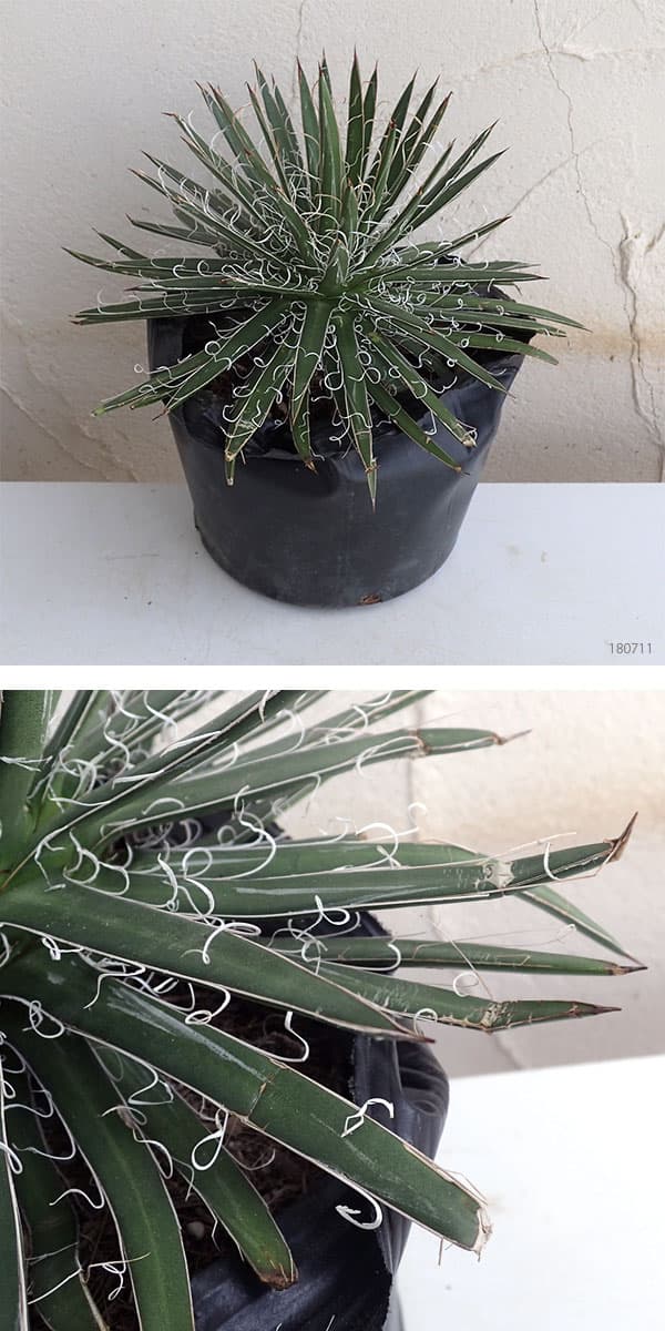 アガベ：フィリフェラ4号鉢植え（乱れ雪）