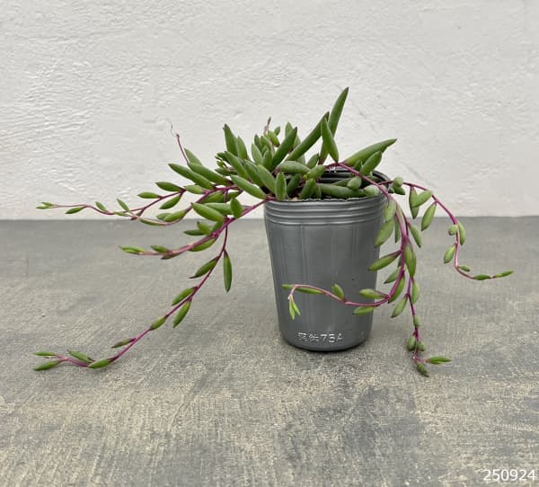 オトンナ：ルビーネックレス2.5号ポット