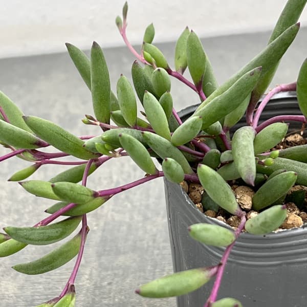 オトンナ：ルビーネックレス2.5号ポット