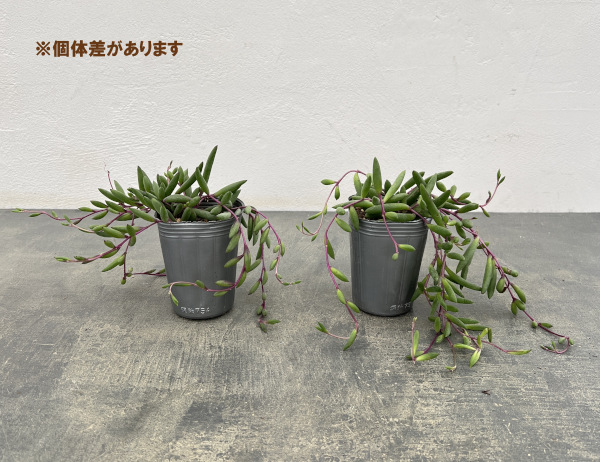 オトンナ：ルビーネックレス2.5号ポット