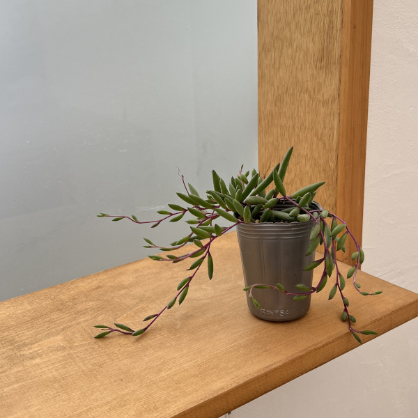 オトンナ：ルビーネックレス2.5号ポット