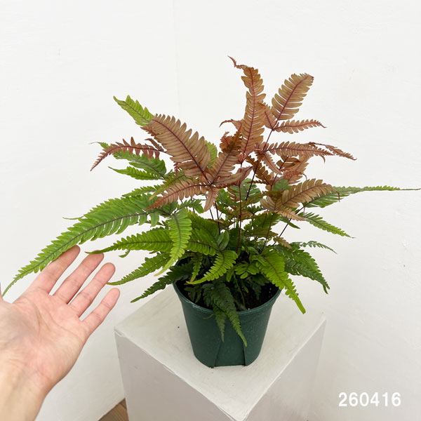 プテリス：トリカラー　5号鉢植え