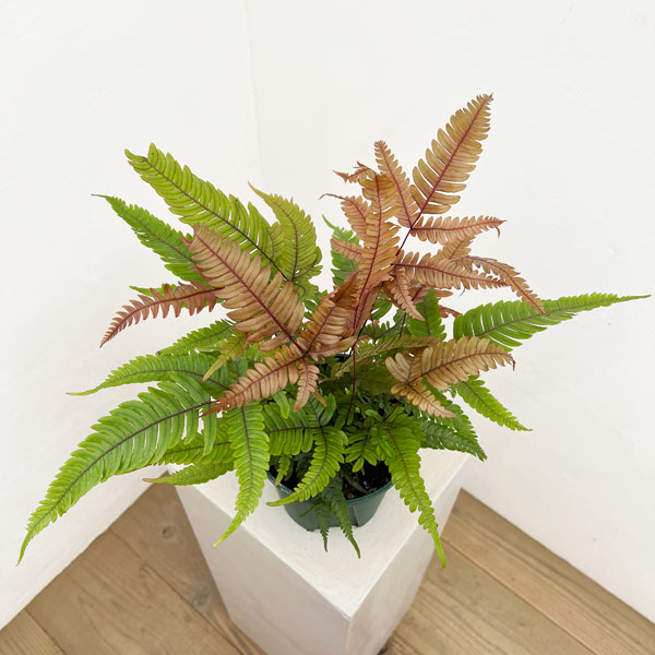 プテリス：トリカラー　5号鉢植え