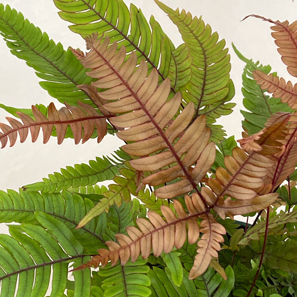 プテリス：トリカラー　5号鉢植え