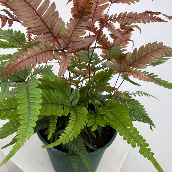 プテリス：トリカラー　5号鉢植え