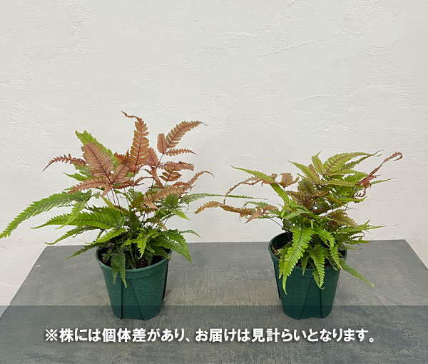 プテリス：トリカラー　5号鉢植え