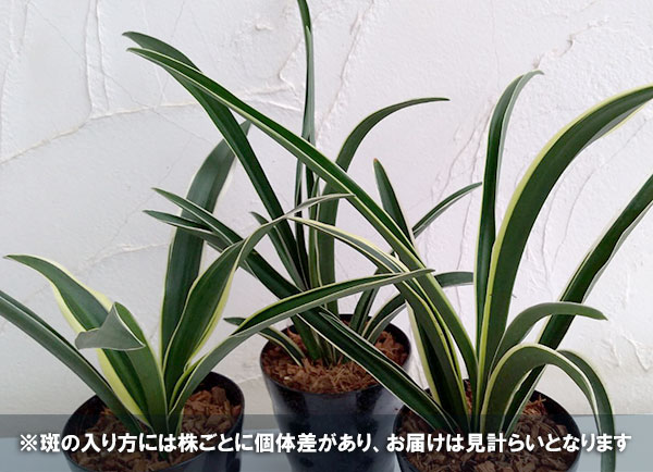 オモト(万年青):一文字(いちもんじ)4号鉢植え