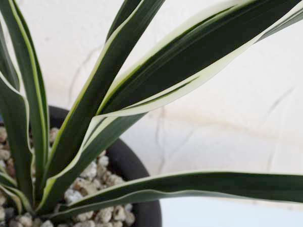 オモト(万年青):一文字(いちもんじ)4号鉢植え