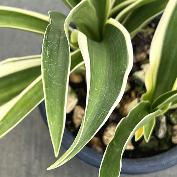 オモト(万年青):一文字(いちもんじ)4号鉢植え