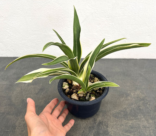オモト(万年青):一文字(いちもんじ)4号鉢植え