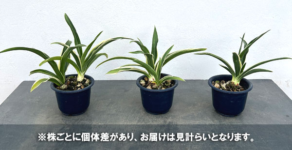オモト(万年青):一文字(いちもんじ)4号鉢植え
