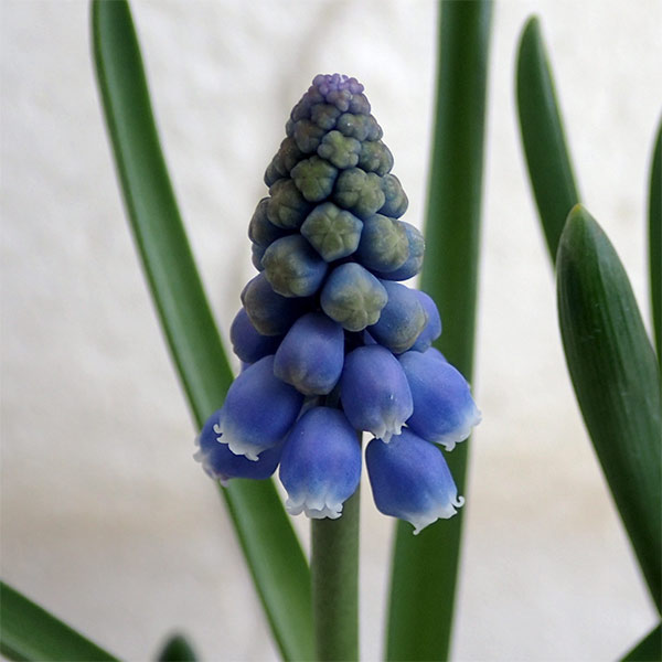 ムスカリ:アルメニアカム3球花芽付き2号ポット