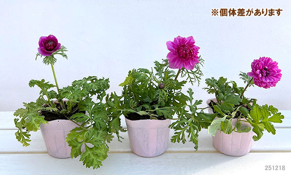 アネモネ：凛々花（リリカ）オーキッド3.5号ポット