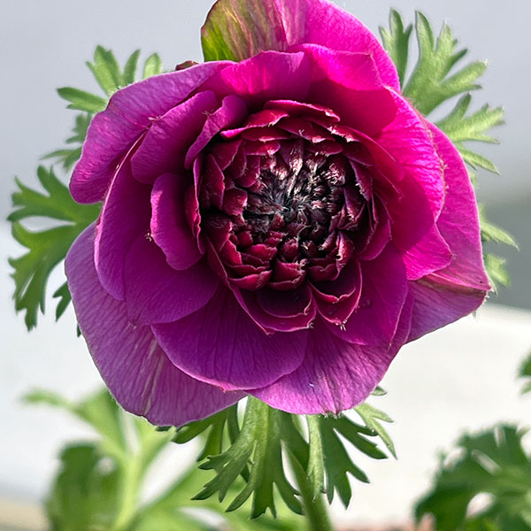 アネモネ：凛々花（リリカ）オーキッド3.5号ポット