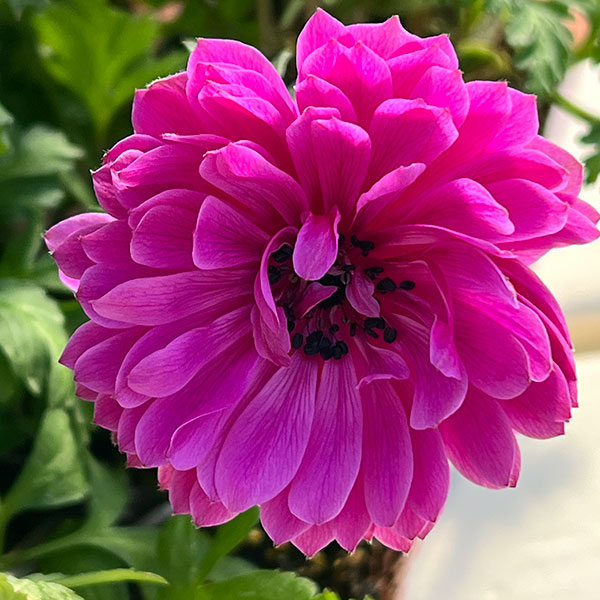 アネモネ：凛々花（リリカ）オーキッド3.5号ポット