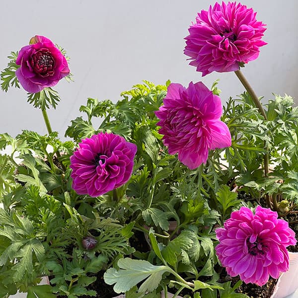 アネモネ：凛々花（リリカ）オーキッド3.5号ポット