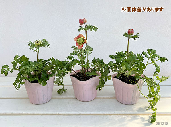 アネモネ：凛々花（リリカ）スカーレット3.5号ポット