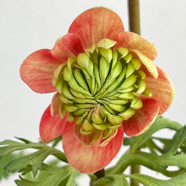 アネモネ：凛々花（リリカ）スカーレット3.5号ポット