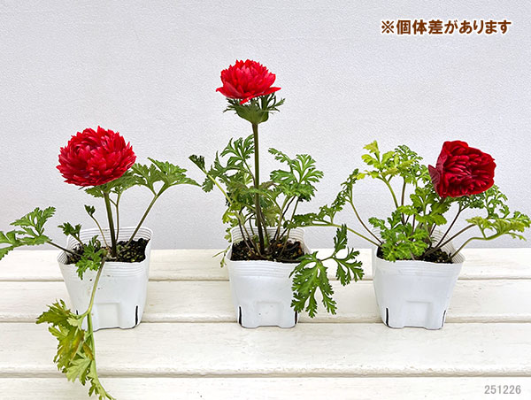 [送料無料]アネモネ：凛々花（リリカ）スカーレット3.5号ポット 12株セット