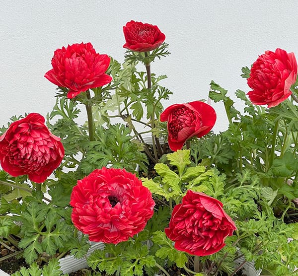 [送料無料]アネモネ：凛々花（リリカ）スカーレット3.5号ポット 12株セット