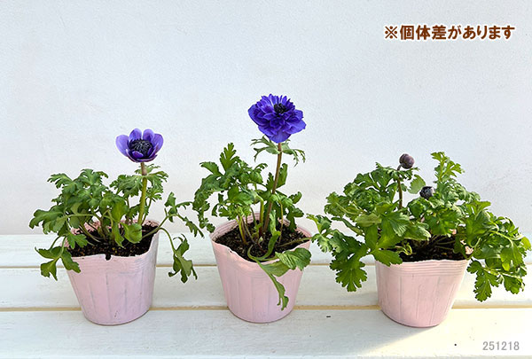 アネモネ：凛々花（リリカ）ラベンダー3.5号ポット