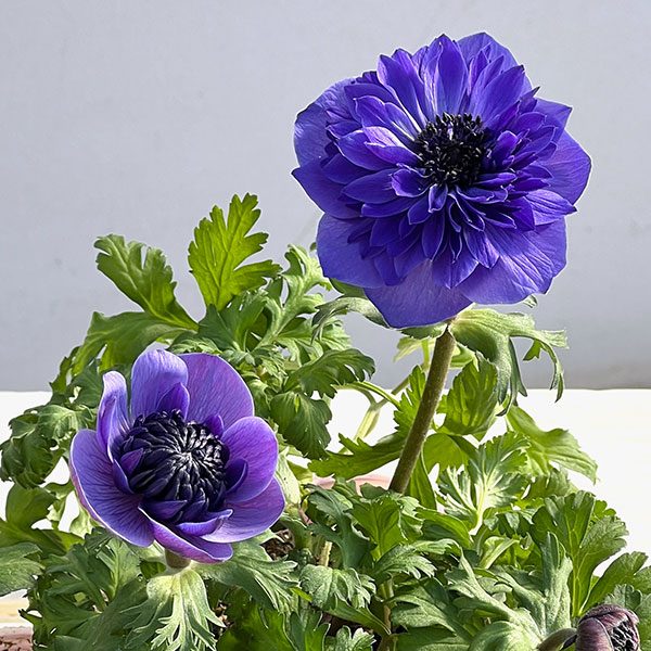 アネモネ：凛々花（リリカ）ラベンダー3.5号ポット