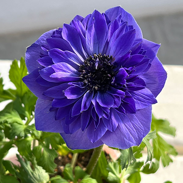 アネモネ：凛々花（リリカ）ラベンダー3.5号ポット