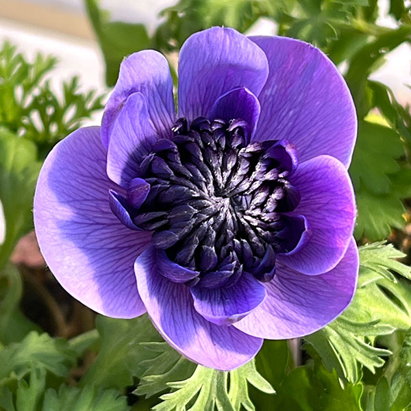 アネモネ：凛々花（リリカ）ラベンダー3.5号ポット